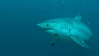 Avistan un tiburón de casi 10 metros en Marbella por primera vez en décadas