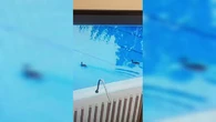 Pensaban que era el reto viral de defecar en las piscina pero no, los “culpables” fueron unos patos que fueron a refrescarse