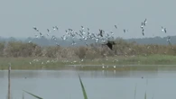 Doñana registra su mejor cifra de aves acuáticas en cinco años