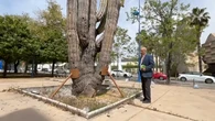 El cactus milenario de la Expo’92 pide ayuda: 1.500 años en peligro en Sevilla