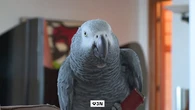 Gorri, el loro que se escapó una semana de su casa en San Sebastián, regresa con la manicura hecha