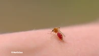 El verano llega con plagas: más mosquitos y cucarachas tras una primavera lluviosa