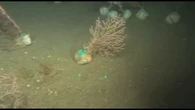 Pescadores catalanes ayudan a repoblar los bosques de coral del Mediterráneo