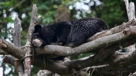 Alerta en Japón: Cierran casi 100 escuelas por múltiples avistamientos de oso