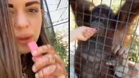 Indignación por una luchadora rusa de MMA que da su váper a una orangutana en peligro de extinción