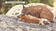 VÍDEO: La tierna imagen de un hembra de lince ibérico mimando a sus cachorros tras un incendio en Extremadura