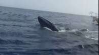 VÍDEO: Salva la vida a una ballena enredada entre cuerdas y anzuelos en Fuerteventura