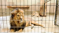 Muere devorado por un león días después de comprarlo como mascota para su jardín
