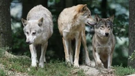 Denuncian a una familia por colarse en el recinto de lobos de Cabárceno tras difundirse un vídeo en redes