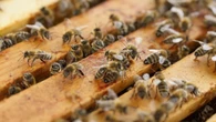 Millones de abejas invaden un barrio de Texas tras volcar un camión con colmenas