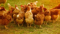 Se sacrifican 130.000 patos y pollos para contener un brote de gripe aviar por Europa