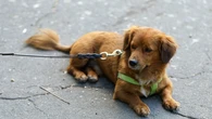 Los 5 tipos de perros de asistencia médica en España: estas son sus funciones