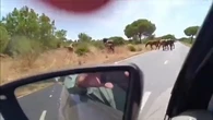 Unos caballos sueltos ponen en riesgo de nuevo la seguridad vial en las carreteras de Huelva