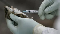 Argentina avanza con una terapia contra el hantavirus mientras estalla una polémica viral