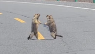 VÍDEO: La pelea viral entre dos marmotas obliga a cortar el tráfico en una autovía