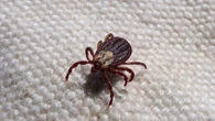 En garrapatas de Cáceres, un estudio español ya advirtió de la circulación sostenida del virus de la fiebre hemorrágica de Crimea-Congo