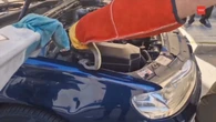 Encuentra una culebra enroscada en el motor: esto es lo que debes hacer si ves una serpiente en tu coche