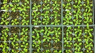 Vacunas más eficaces para plantas sin modificar sus genes y protegerlas frente a infecciones