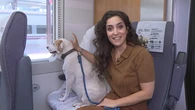 Renfe ya permite viajar con perros de hasta 40 kilos: estos son los requisitos