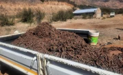 Outdated Laws Threaten Lesotho's Protected Plant Species