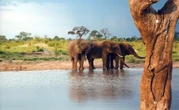 Zimbabwe Gets Ready to Cull 50 Elephants