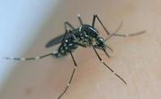 WHO Issues Global Alert On 'Fast-Moving' Chikungunya Outbreak