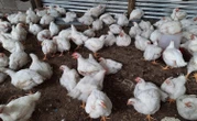 Lesotho Farmers in Limbo as U.S. Ends Poultry Initiative