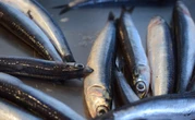 Gambia Pays the Price for Europe's Farmed Fish Demand