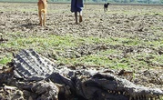 Multi-Million Crocodile Farming Boosts Zimbabwean Economy