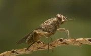 WHO Recognizes Kenya for Eliminating Sleeping Sickness