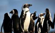 High Court Delivers Victory for Endangered African Penguins