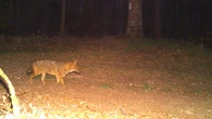 Wildtiere: Wolf, Luchs und Schakal - bald auch Bären?