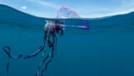 Le tre meduse più pericolose nelle quali potreste imbattervi nel mar Mediterraneo, quali sono e come riconoscerle