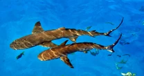 Trump pardons 2 divers who freed 19 sharks but were charged with theft
