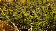 Over 300 cannabis plants uncovered in South Australia
