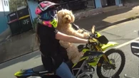 Woman fined for riding motorbike with dog harnessed to her chest
