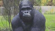 Man charged for allegedly swiping Garry the gorilla statue from retirement village