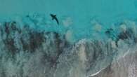 Whale carcass at WA beach attracts shark feeding frenzy