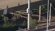 Light rail carriage hit by fallen tree as damaging winds blast Sydney