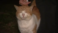 Call for stricter laws as half a million stray cats roam Sydney