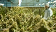Experts sound alarm over medicinal cannabis in letter to health minister