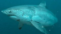 Decision to add shark nets, drum lines to more Queensland beaches draws criticism
