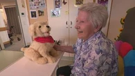 Robotic pets being used for therapy at aged care centres
