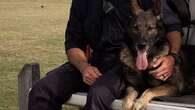 Hero police dog Kaos, who survived stabbing, dies