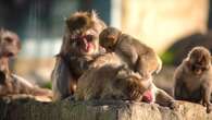 Launceston to sterilise troop of monkeys