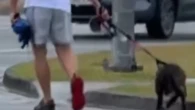 Animal cruelty police appeal after dog appears to be abused on busy commute