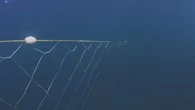 NSW government backflips on shark net removal trial after fatal attack