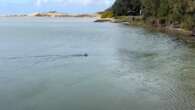 Juvenile white shark spotted at Lake Conjola on NSW South Coast