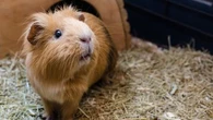 Perth prisoners accused of eating guinea pigs from animal shelter