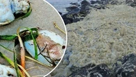 SA authorities fear more toxic algal blooms could emerge as they seek global help